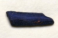 藏品(肋骨一段)的圖片